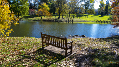 Bench by a pond