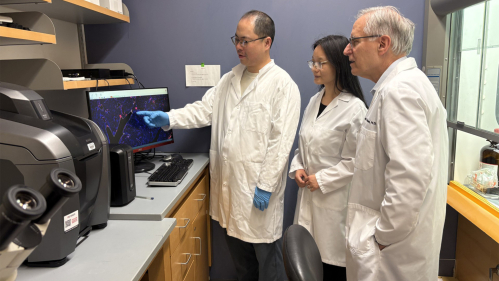 Left to right, research associate Xiaosheng Tan and resident scientist Qi Yang, associate professor, Department of Pediatrics, RWJMS, share their work with Arnold Rabson, director of the Rutgers Child Health Institute of New Jersey, at the Borrus Lab at the institute. Photo by Allison Freeman.