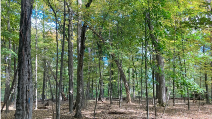 A picture of Mettlers Woods, it is filled with trees with green leaves and a blue sky in the background