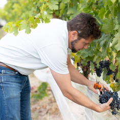 John Cifelli cuts grapes during the harvest at Unionville Vineyards.
