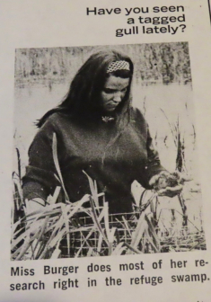 Burger, trapping Franklin’s gulls in Minnesota, featured in The Farmer newsletter in 1970. Her trap is visible in the foreground.