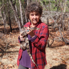 Burger has been studying pine snakes in the New Jersey pinelands since the 1970s.
